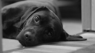 Divorce chien